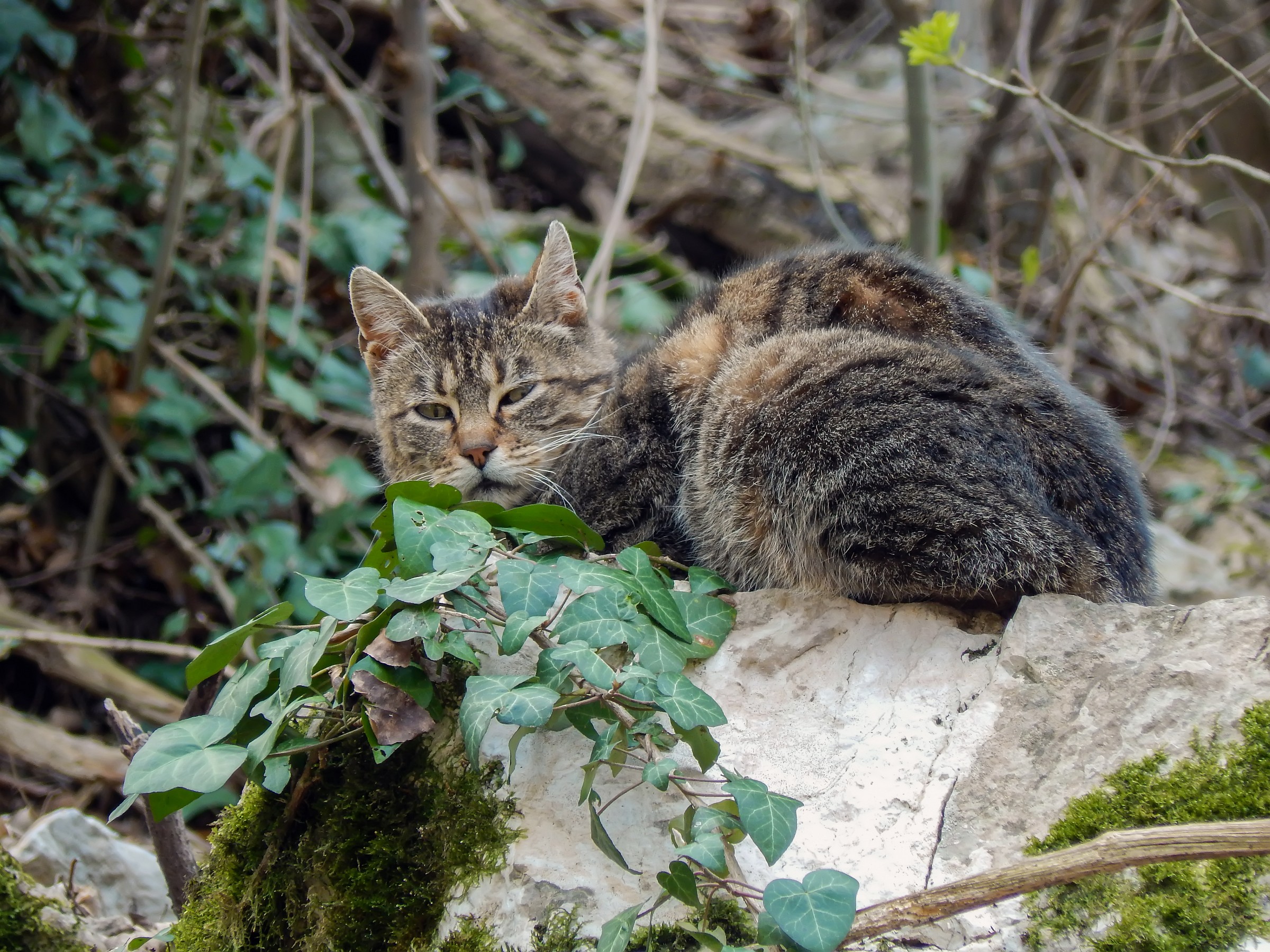 Gatto nel bosco