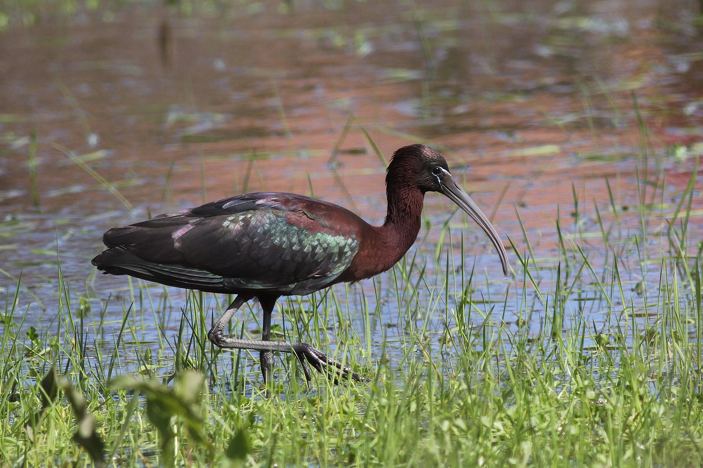 Un gran figlio di Mignattaio!