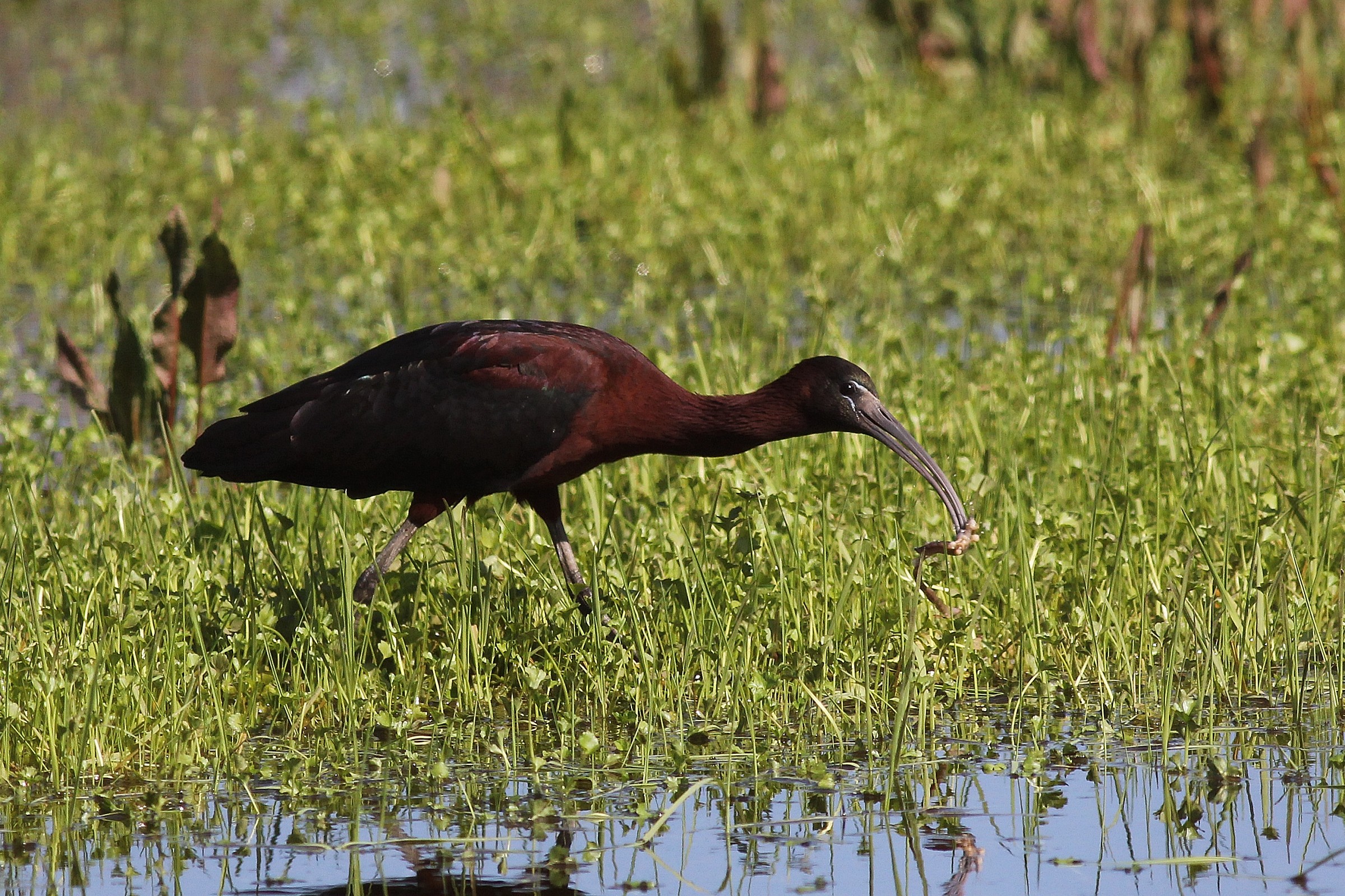 Mignattaio.In Siciliano
