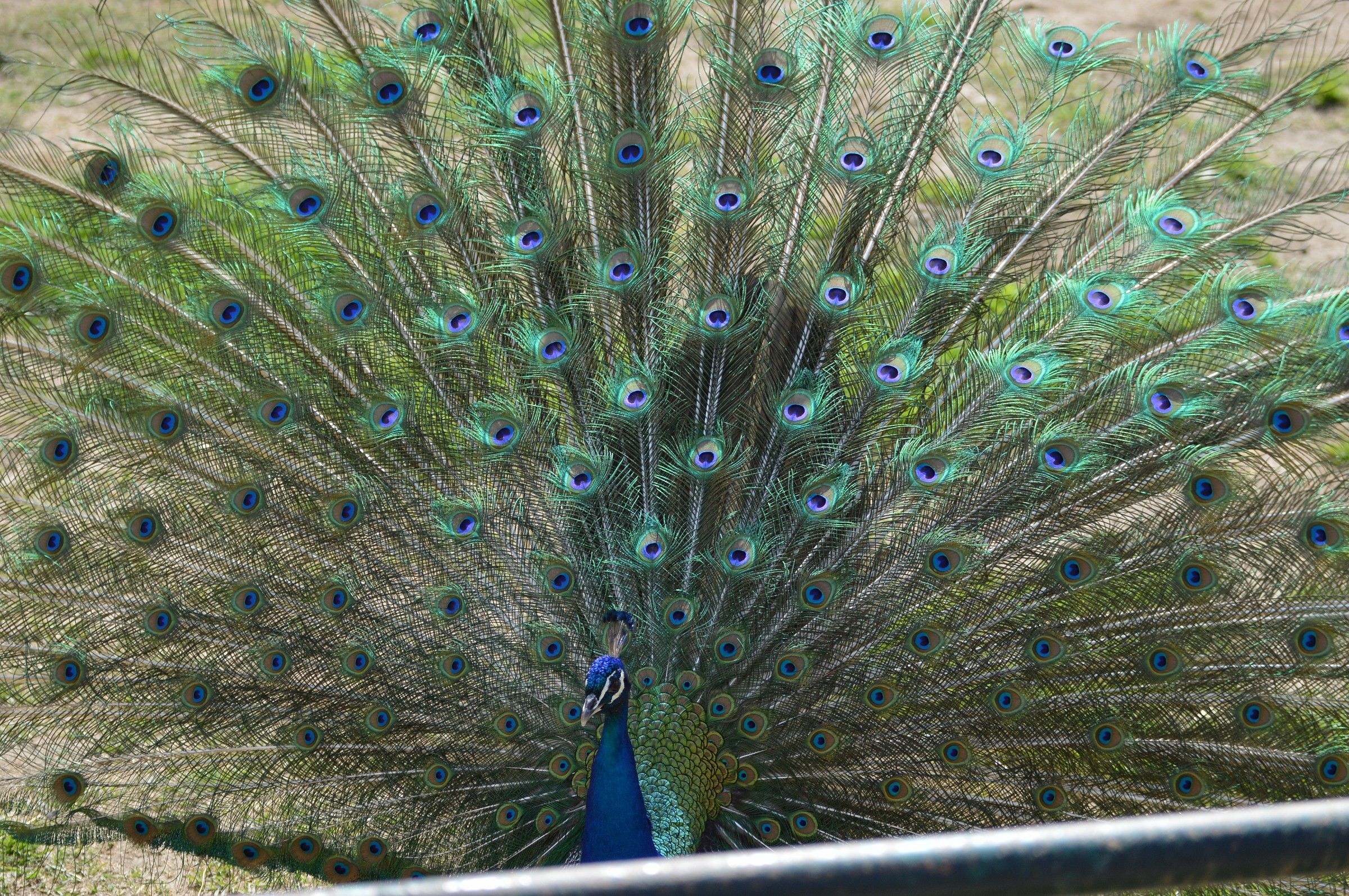 Peacock in courtship ...
