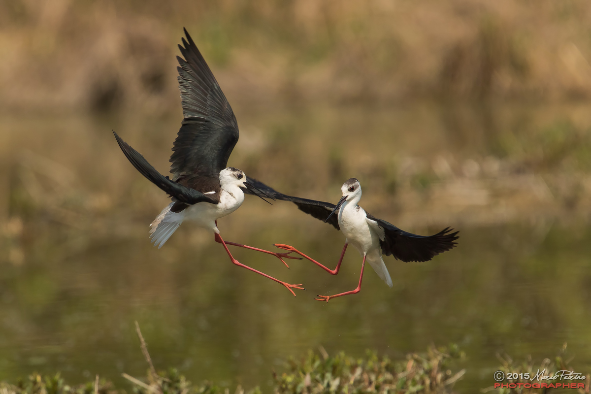 Knights of Italy (Himantopus himantopus)