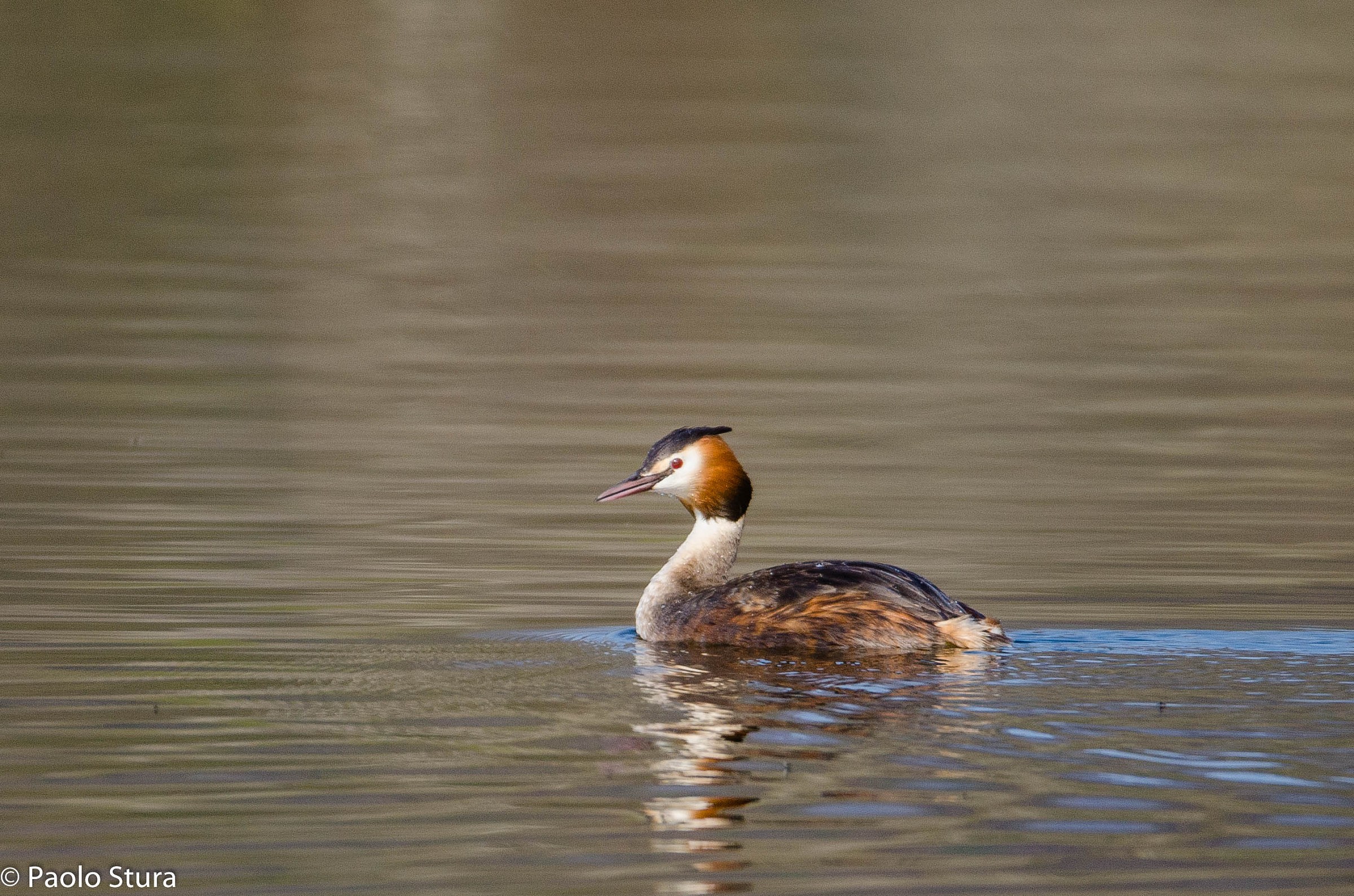Grebe