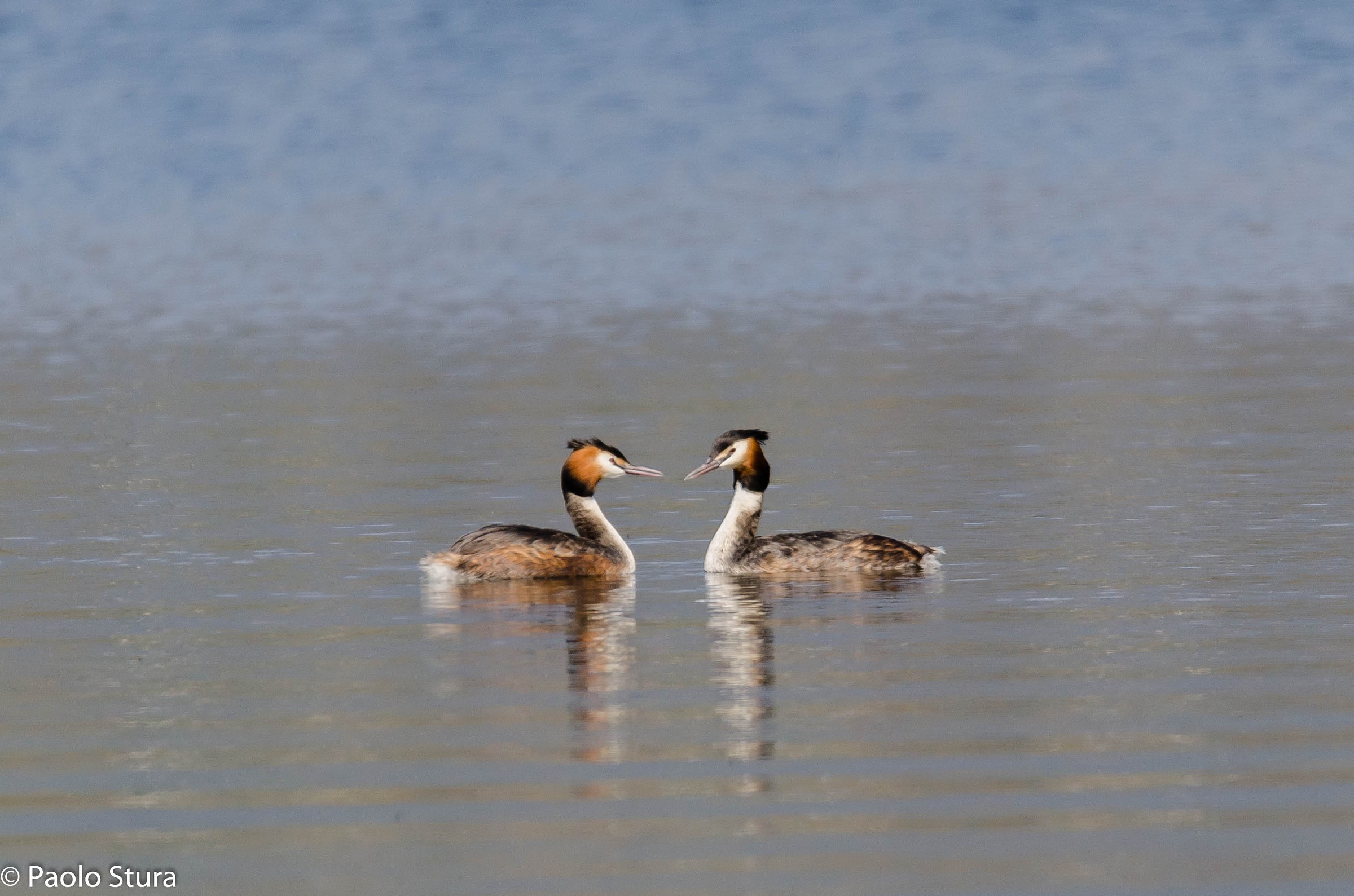 Grebes