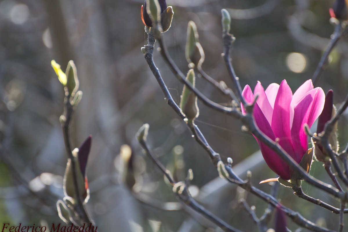 primavera alle porte