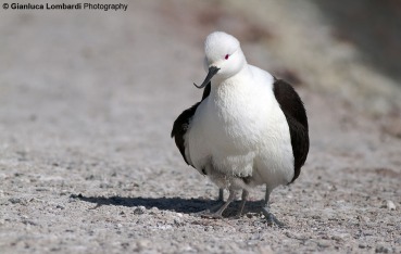 Recurvirostra andina