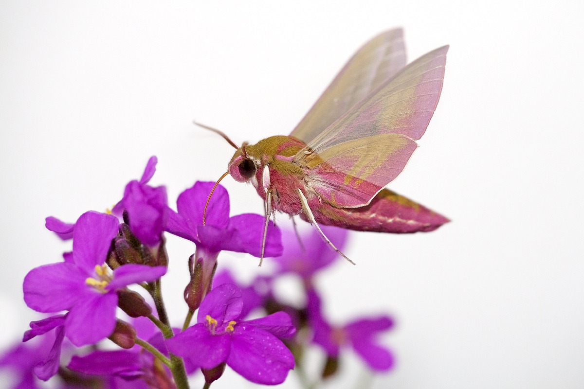 Sfinge della vite in stallo