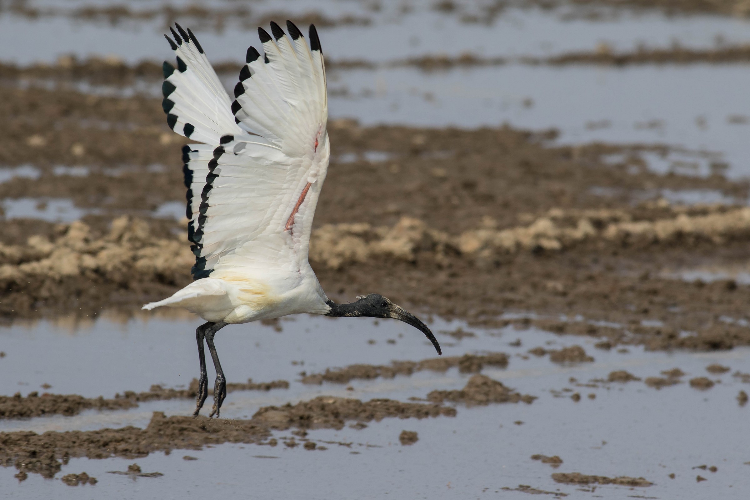 Ibis sacro in volo