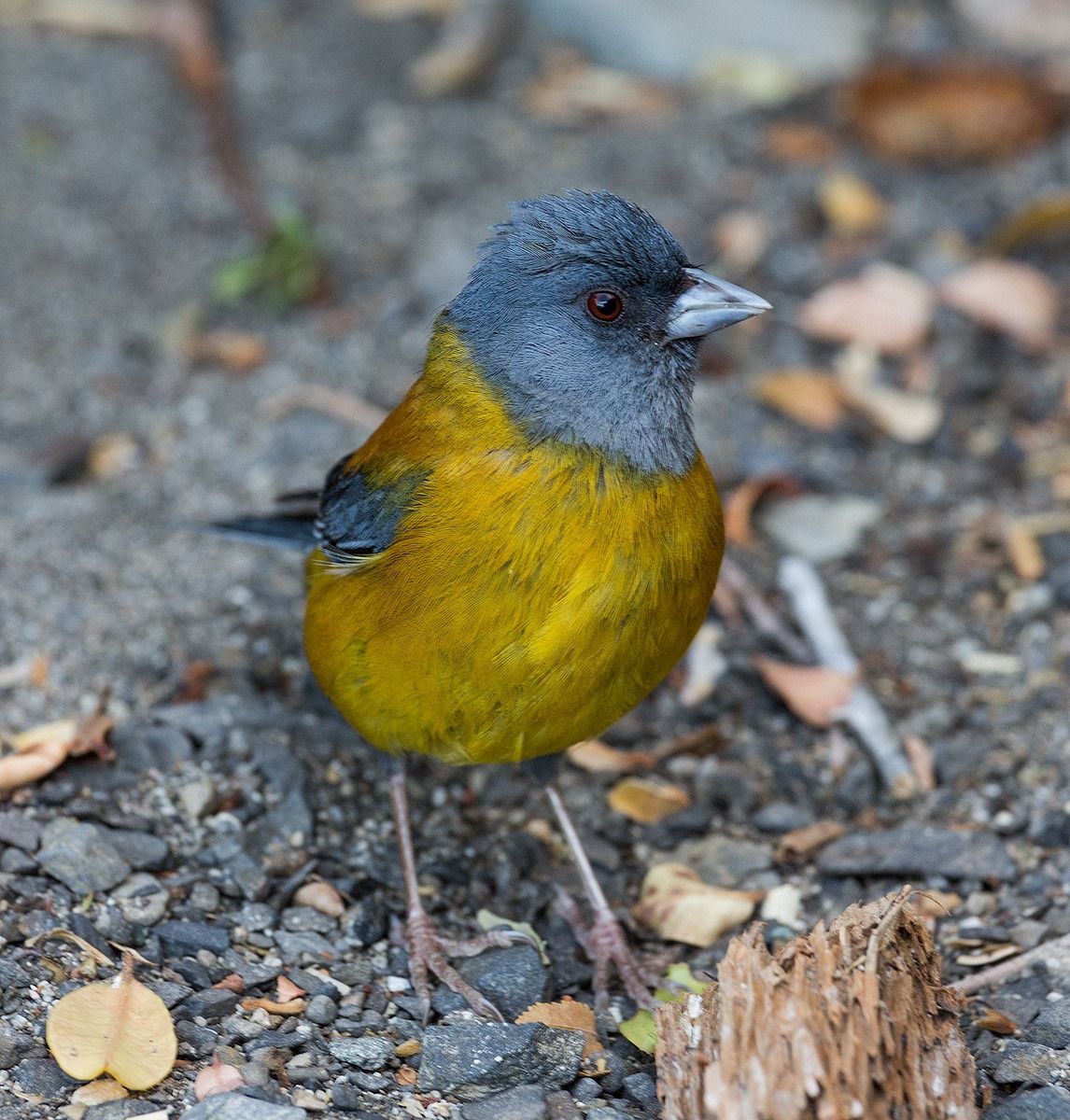 Comesebo Patagonian (Phrygilus patagonicus)