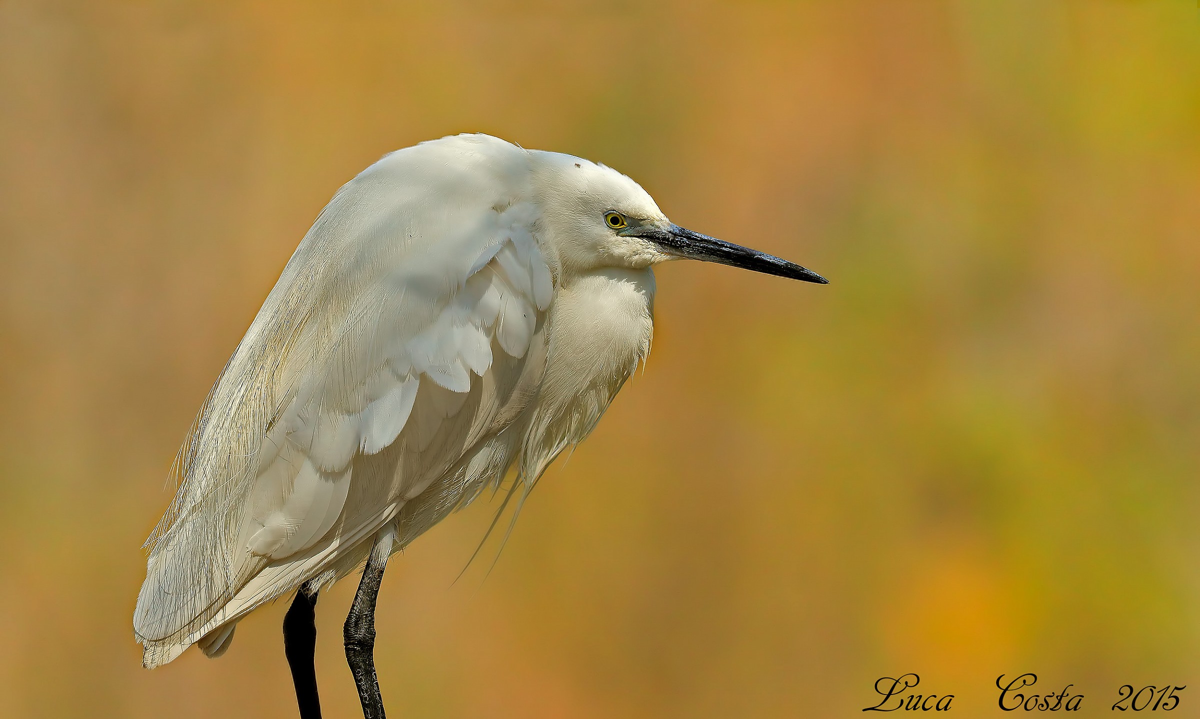 Egret in gold