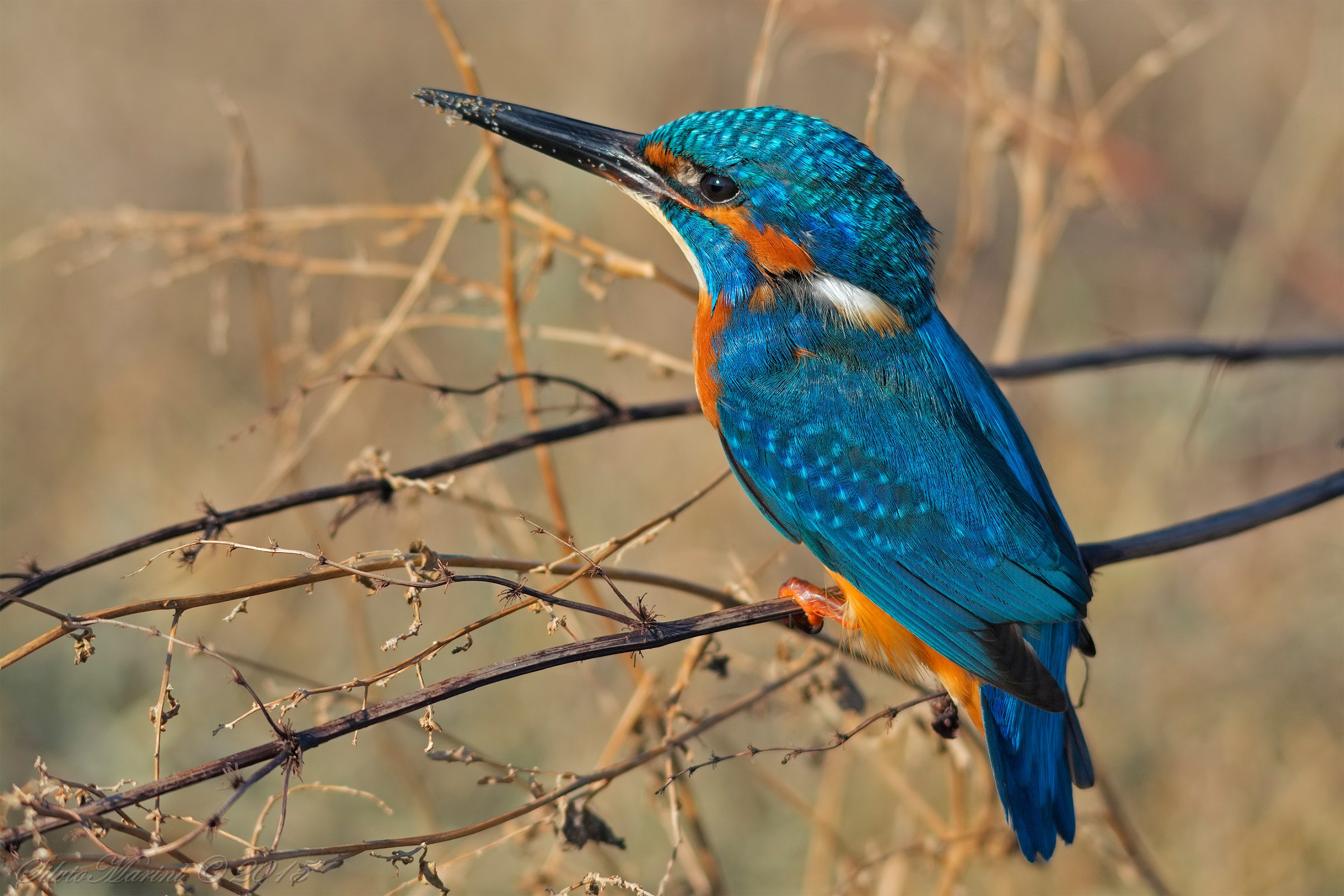 Martin pescatore (Alcedo atthis) f.