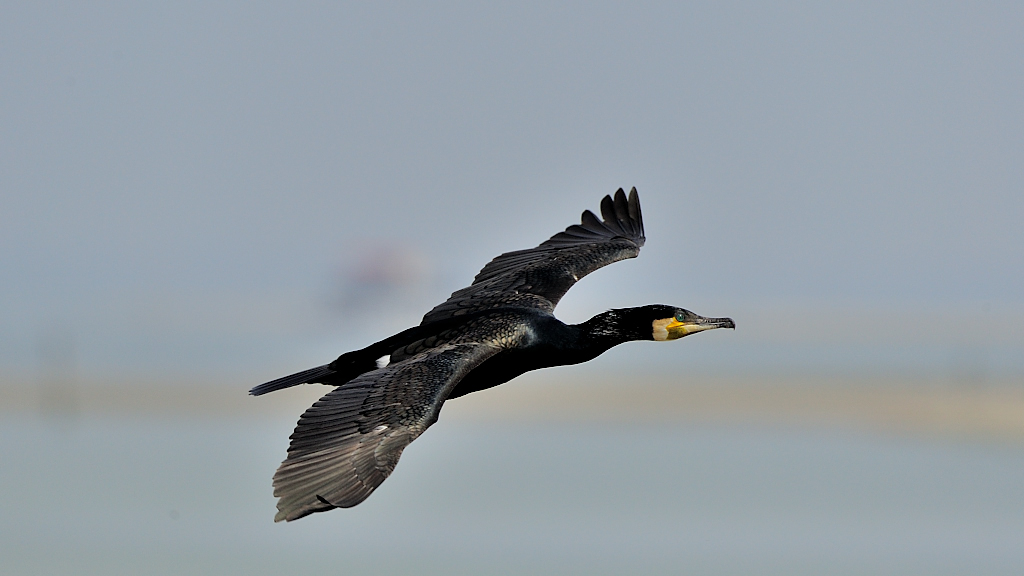 cormorant