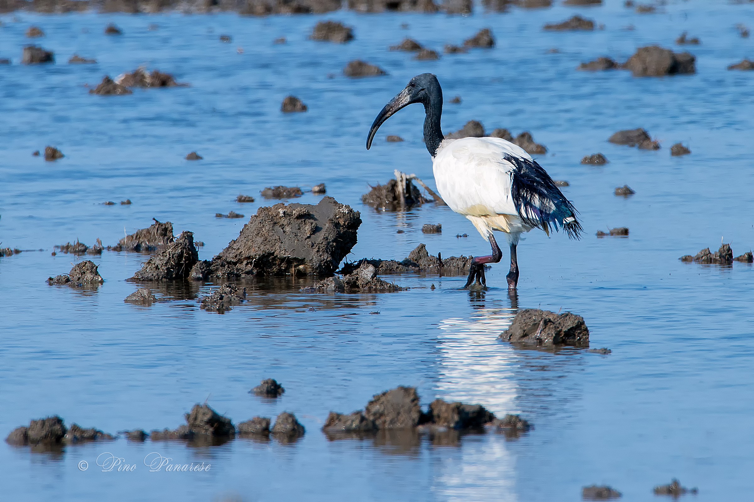 Sacred Ibis