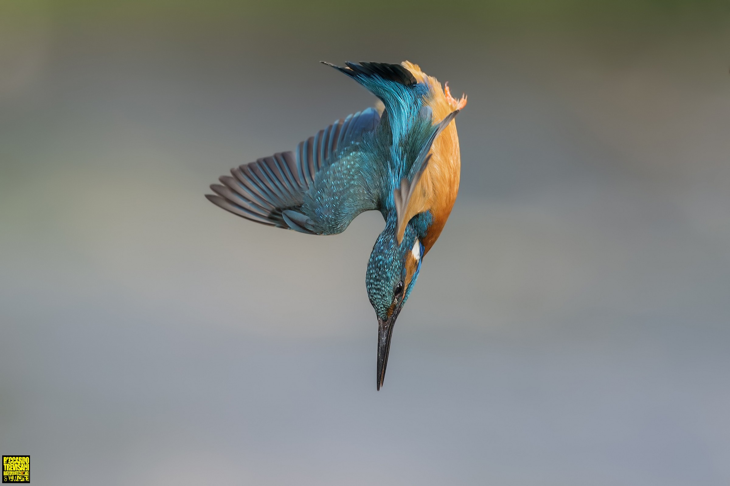 kingfisher evolutions