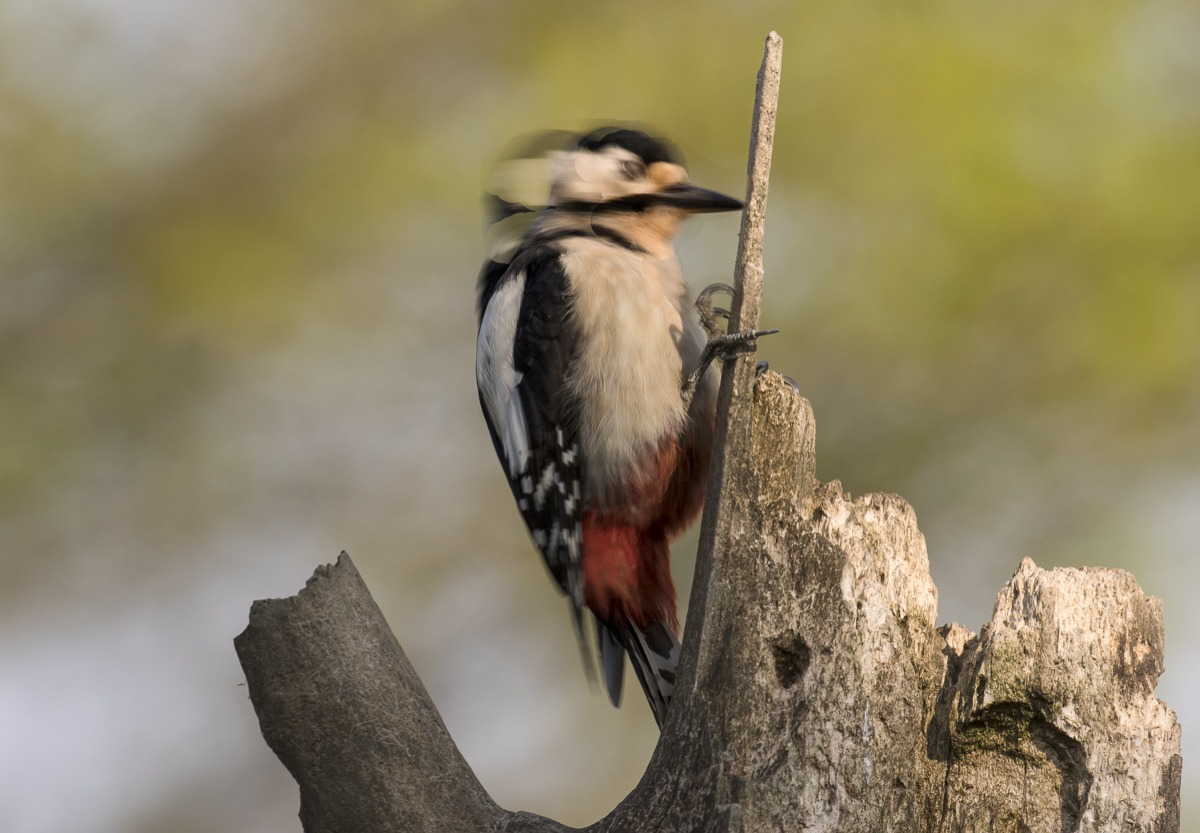 the call of the female Spotted Woodpecker