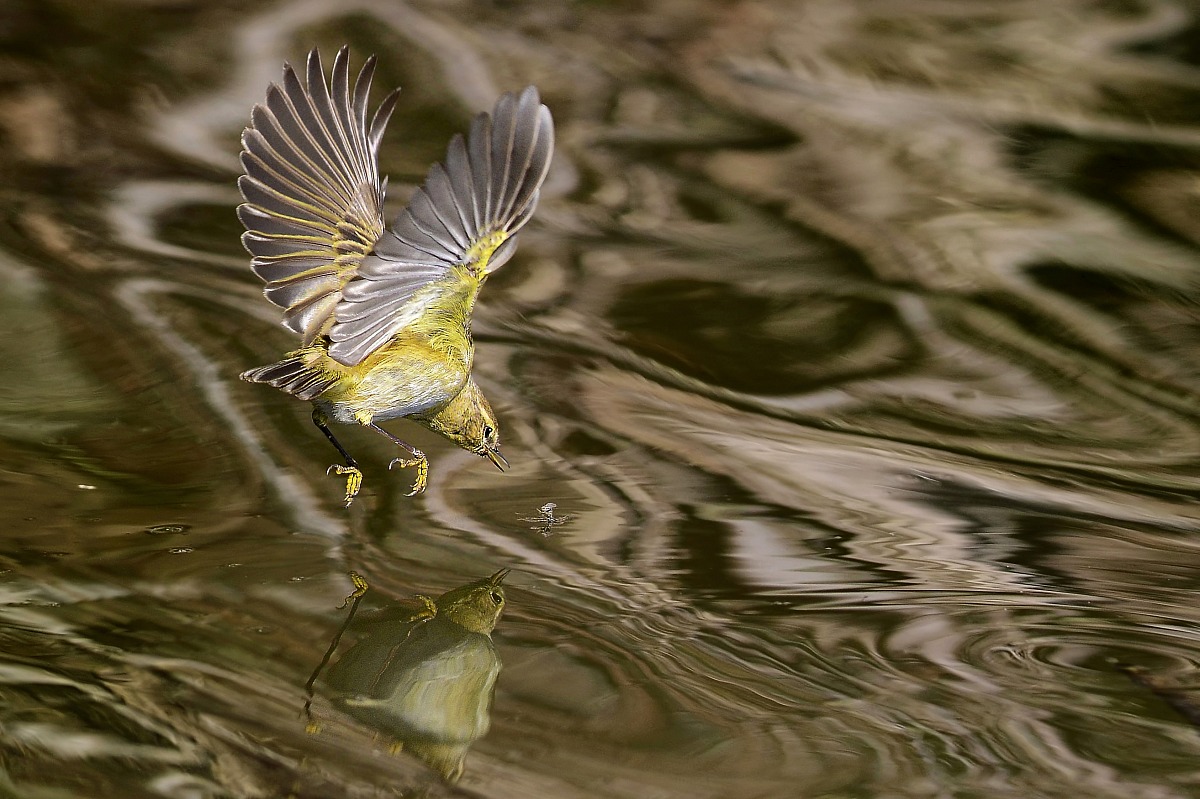 warbler with prey