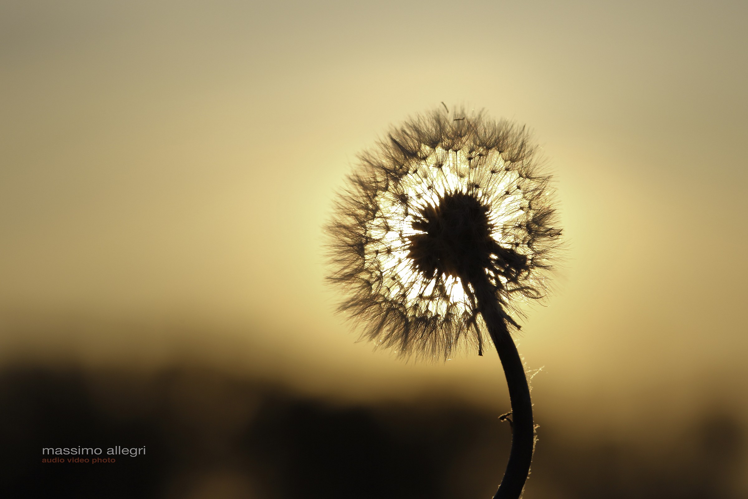Out of Africa under the house
