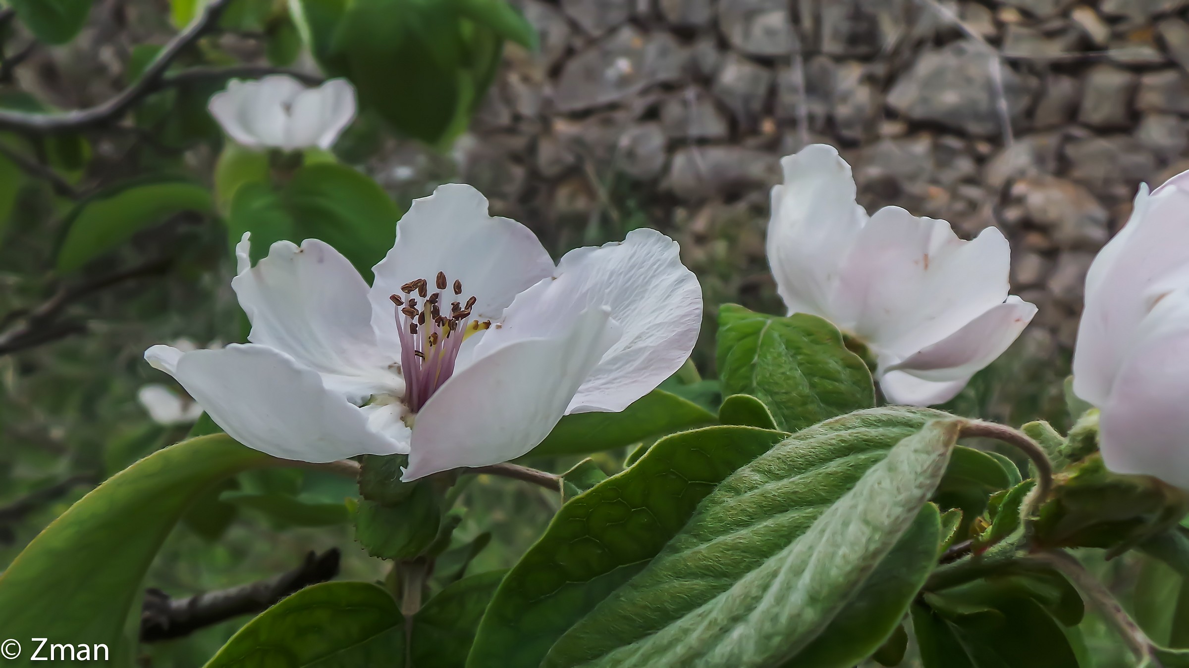Quince Fiore