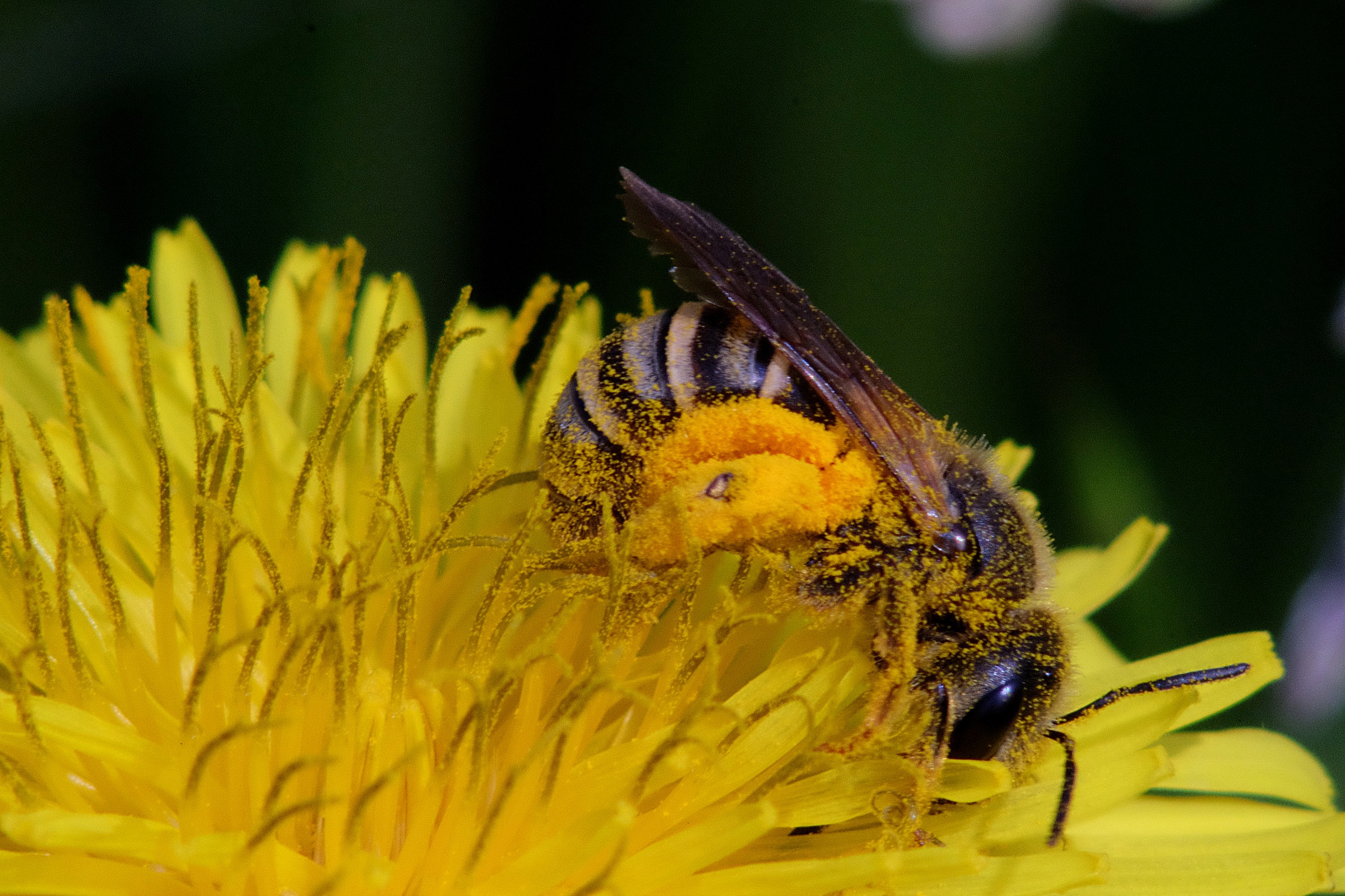 Collecting pollen