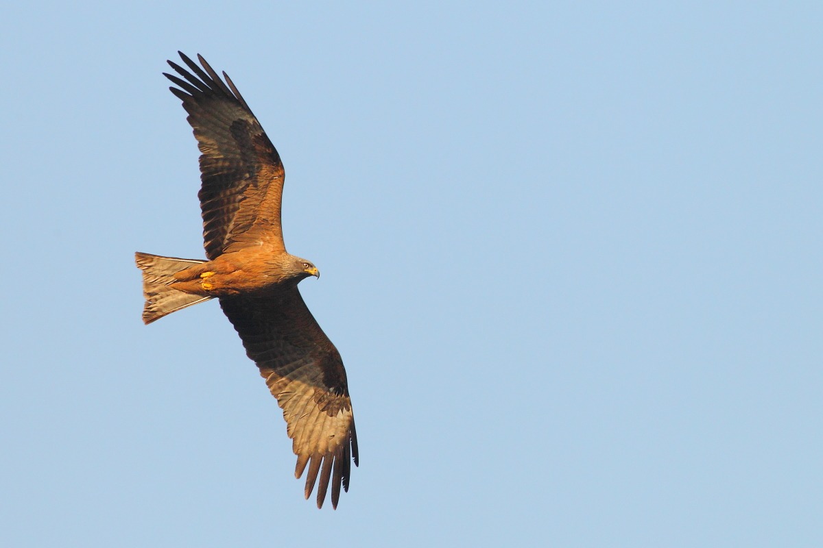 Black Kite