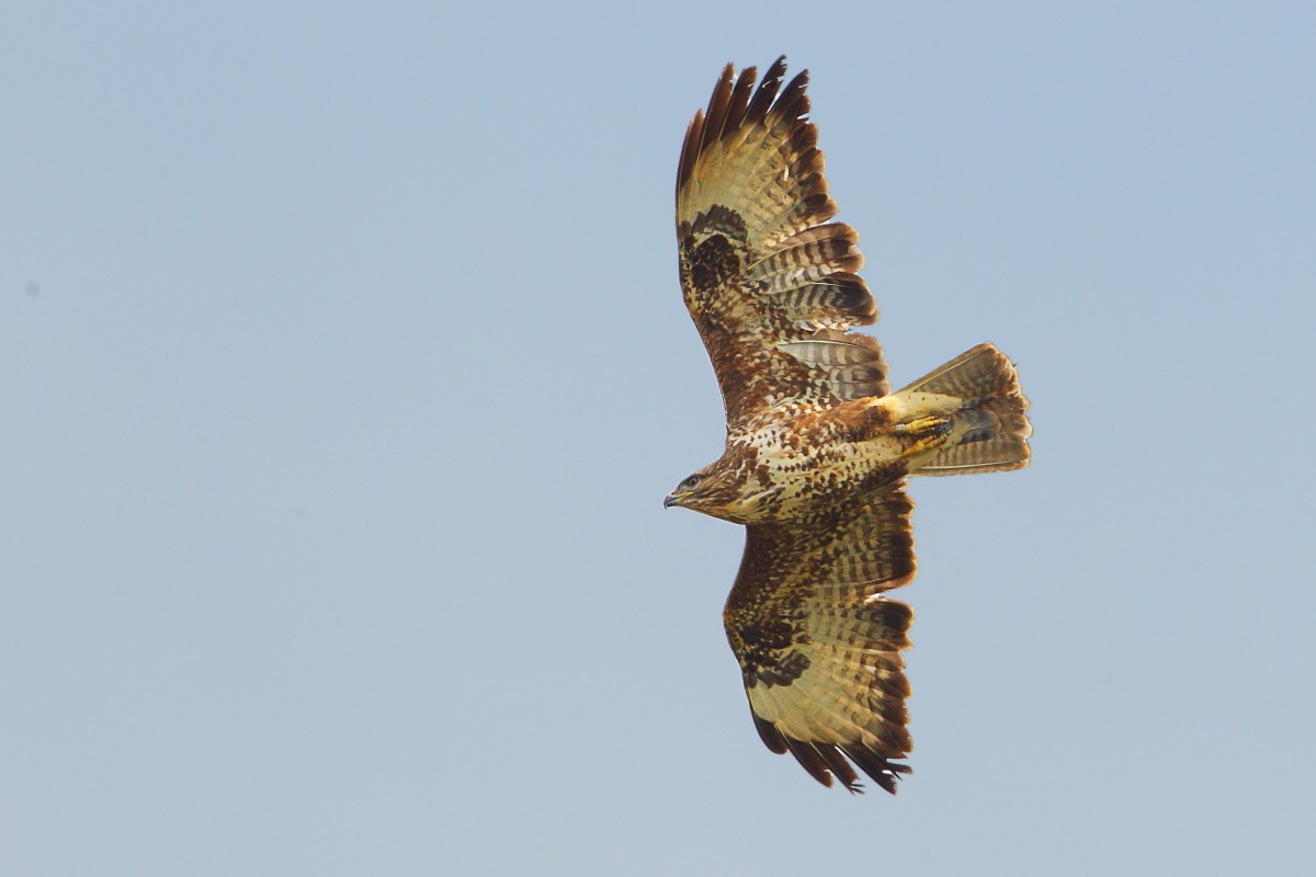 Buzzard