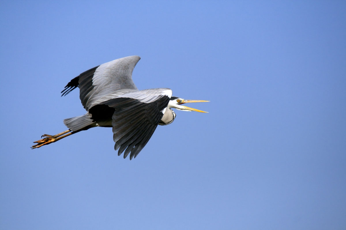Heron. 500mm with old MTO