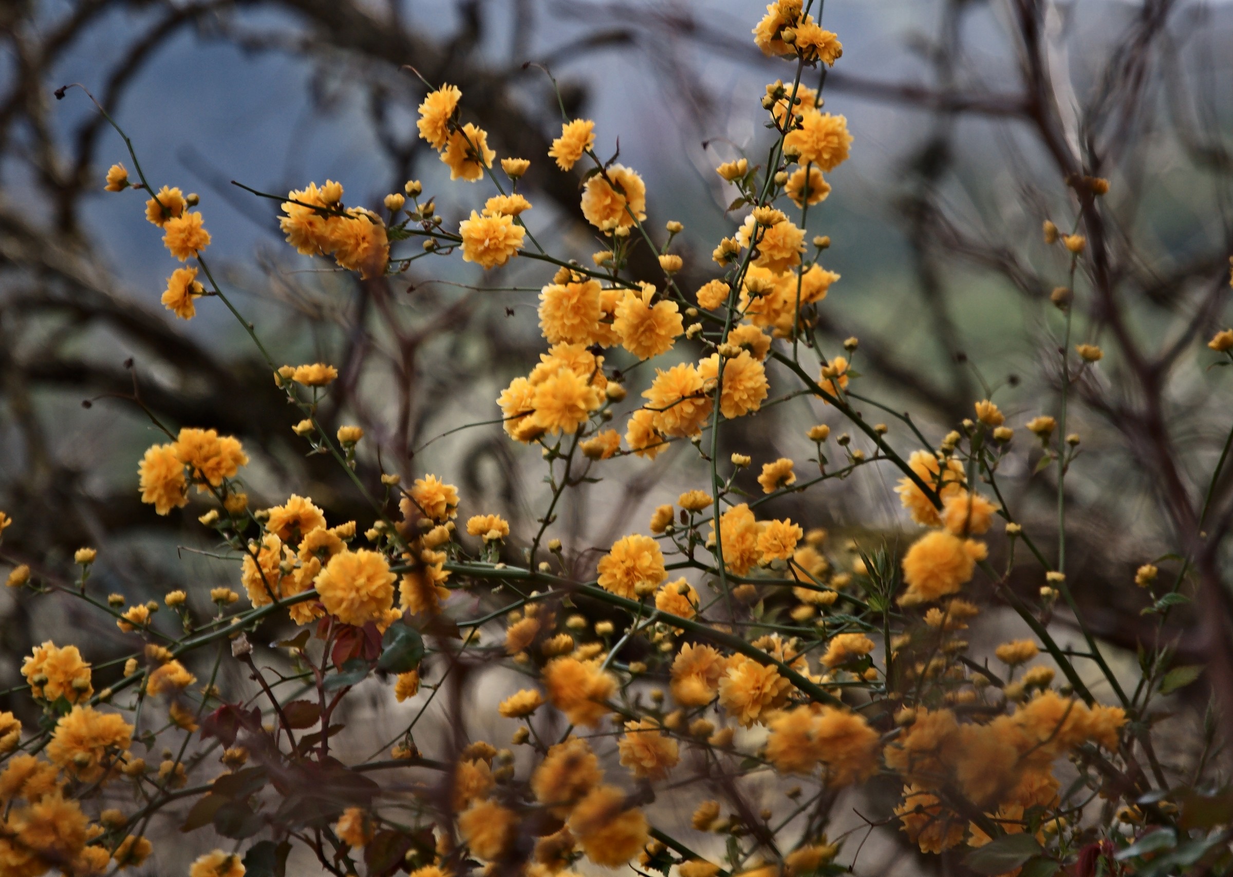 Intreccio primaverile