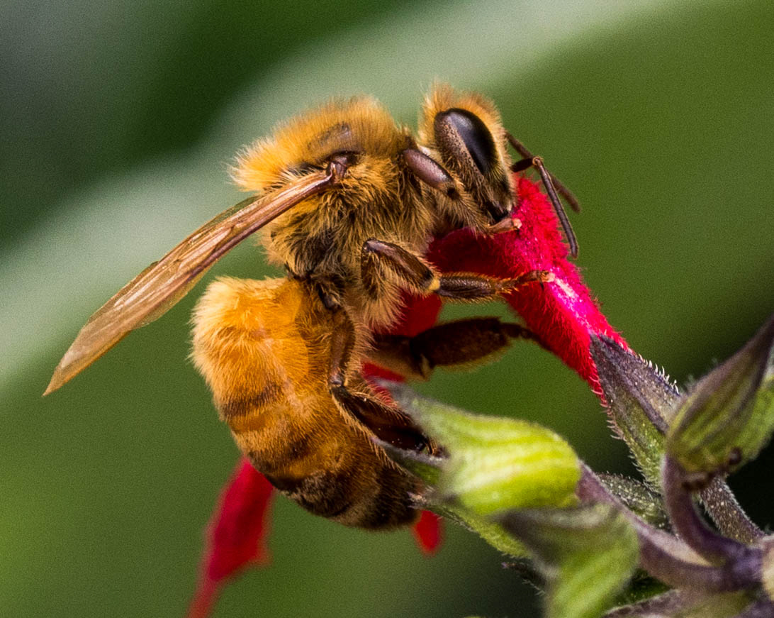 Ape e Salvia elegans