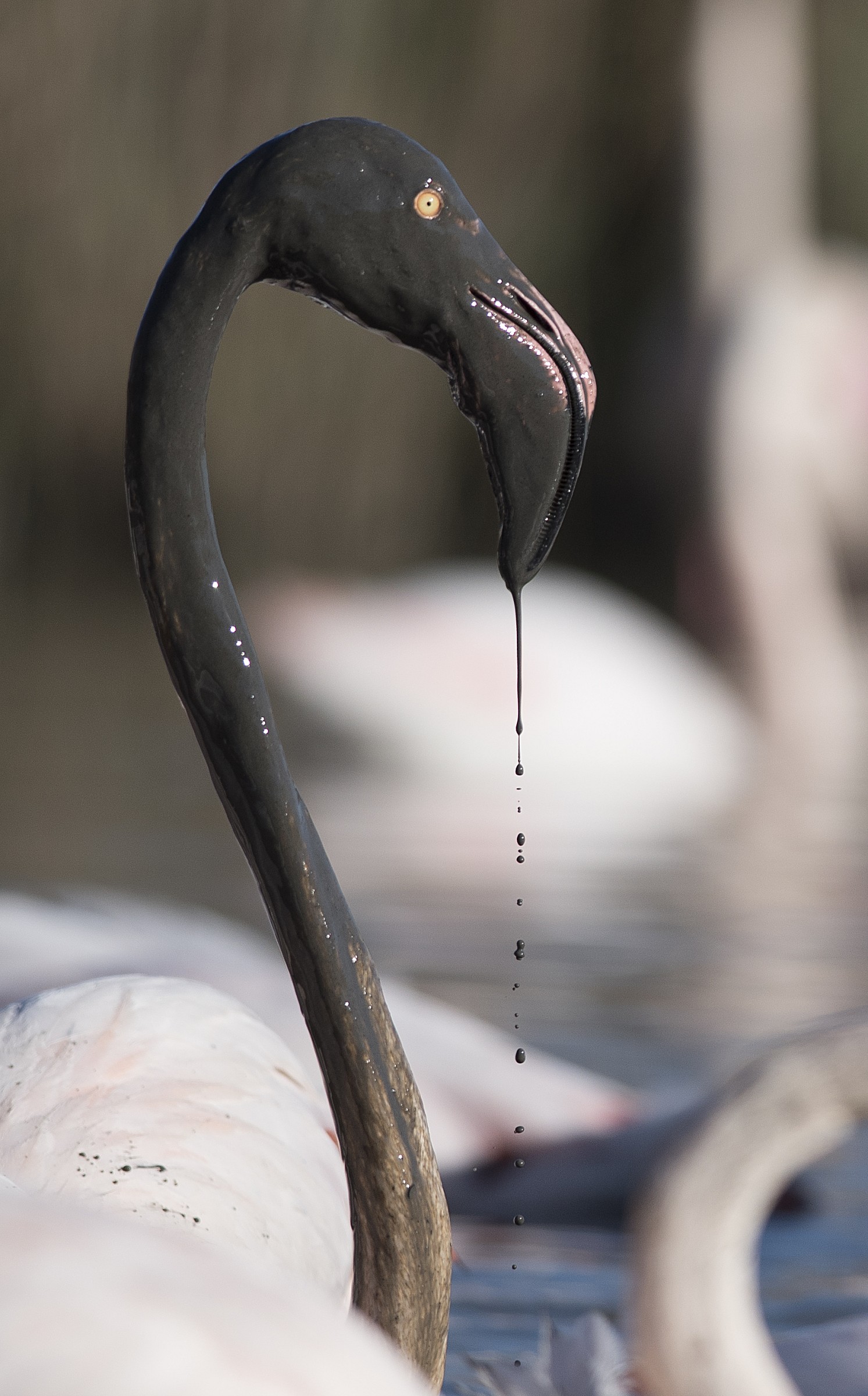 flamingo