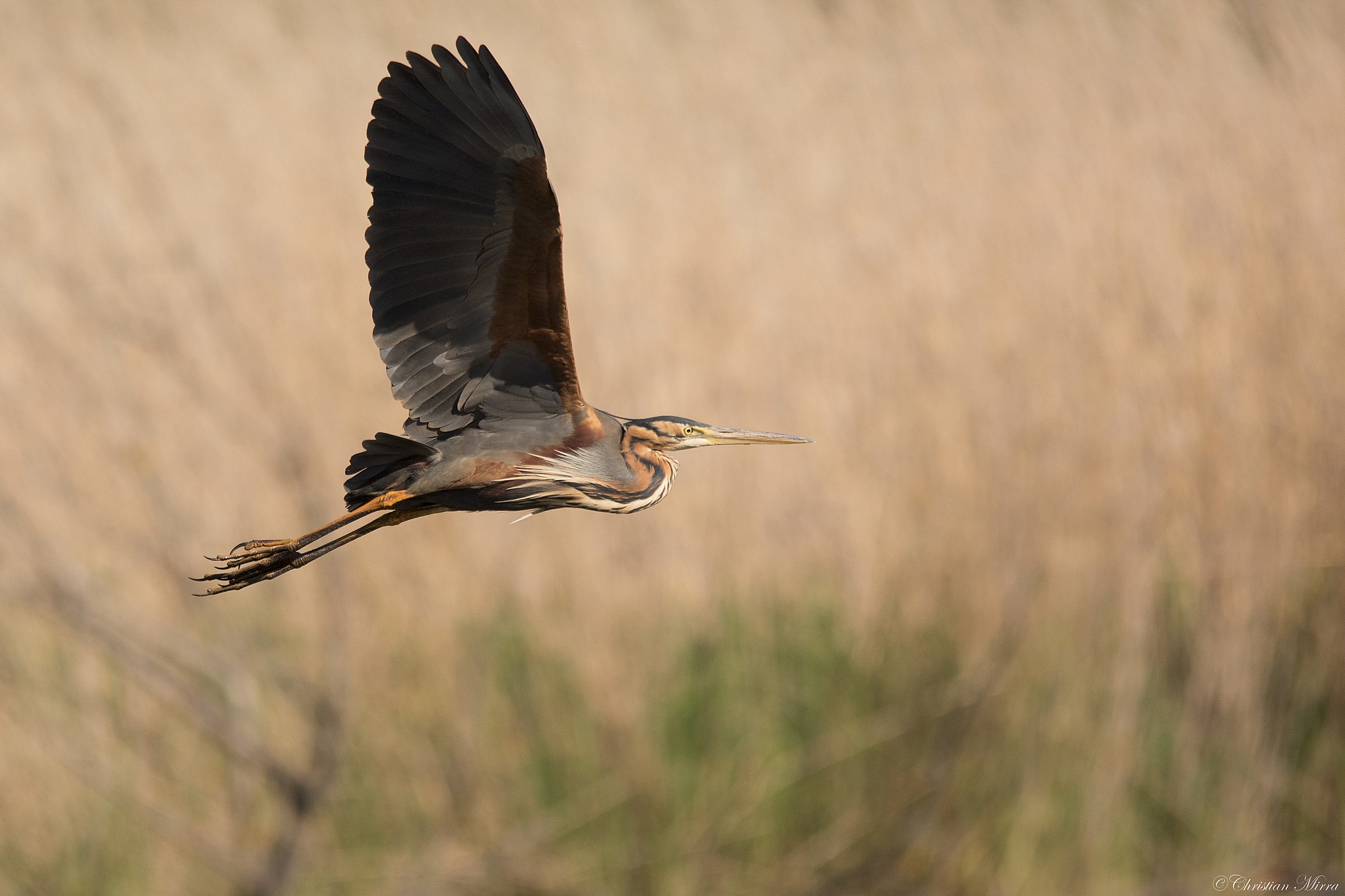 Purple Heron