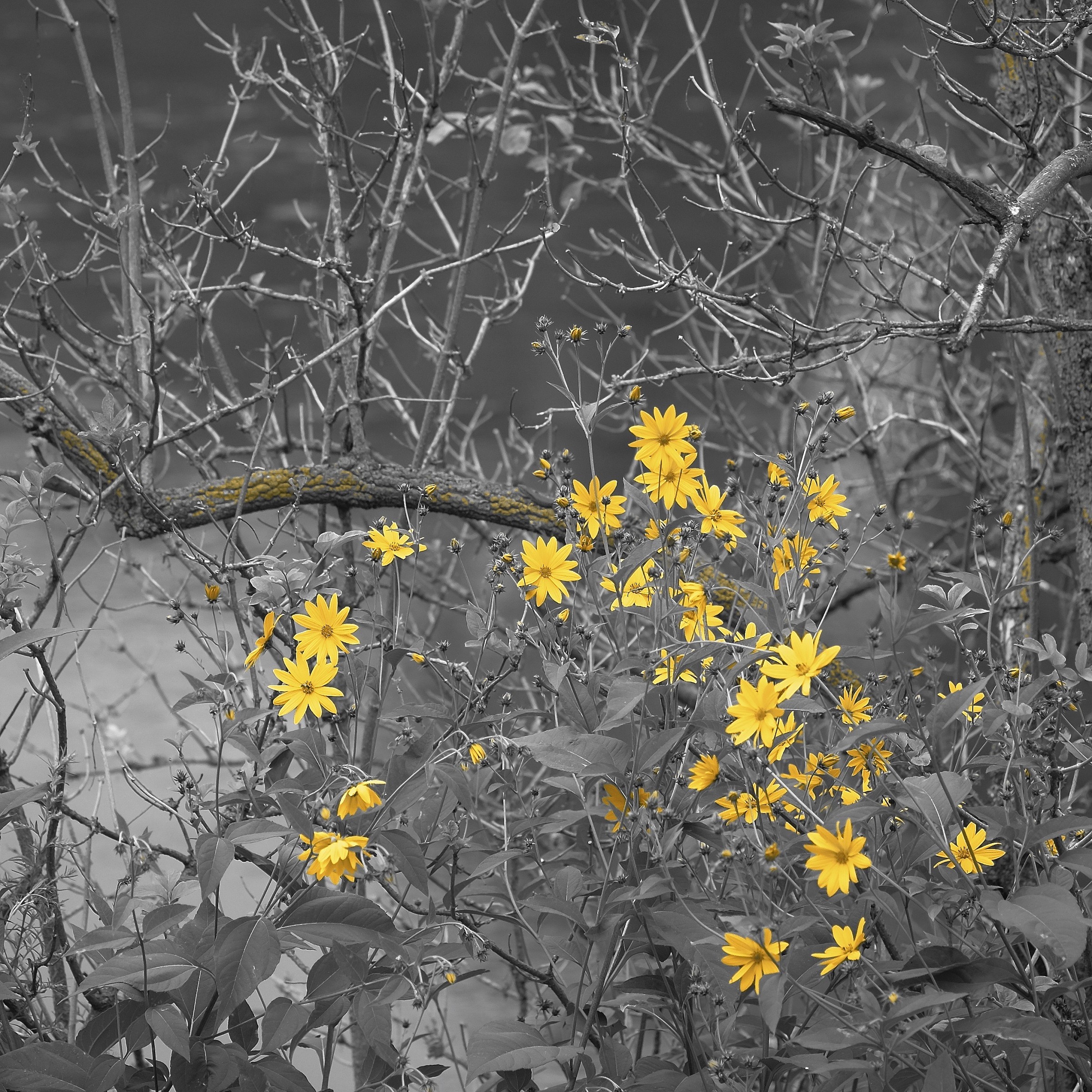 Jerusalem artichoke in bloom