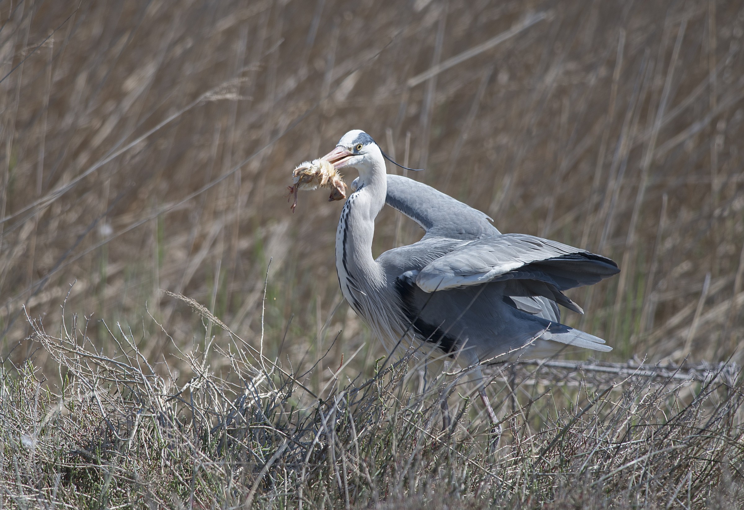 Grey Heron with prey