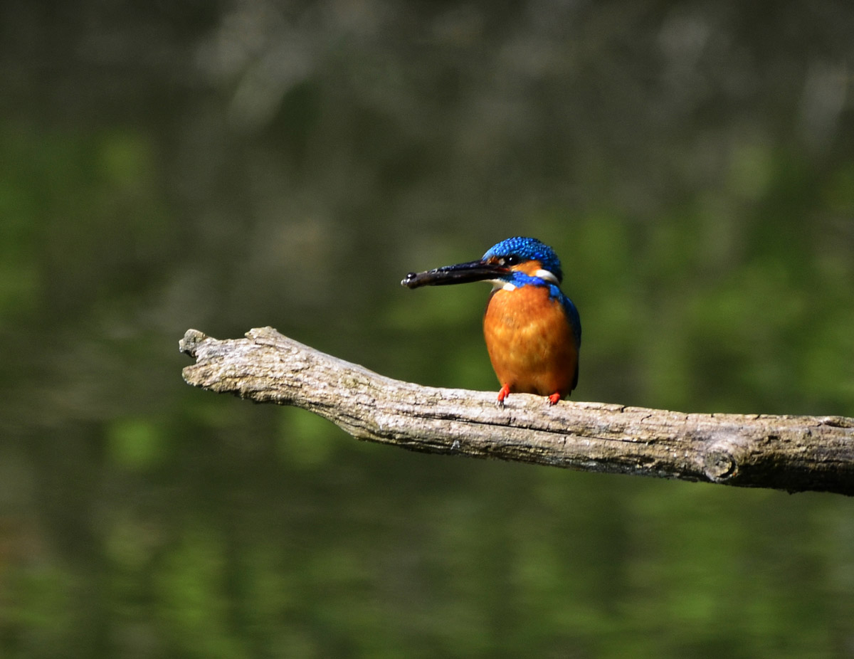kingfisher with prey