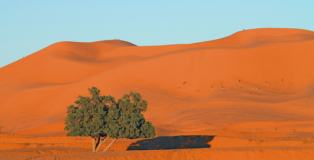 The tree in the desert