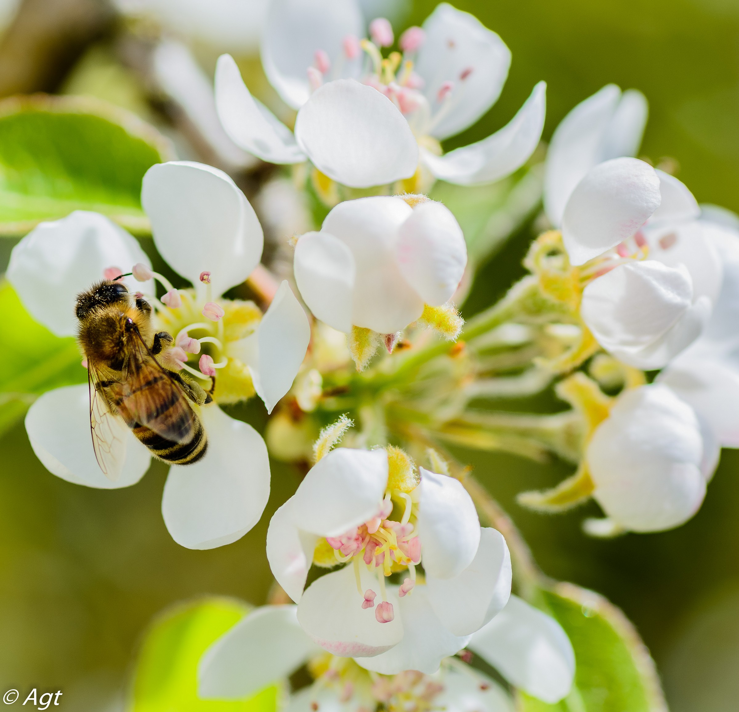 bee working on pear blossoms