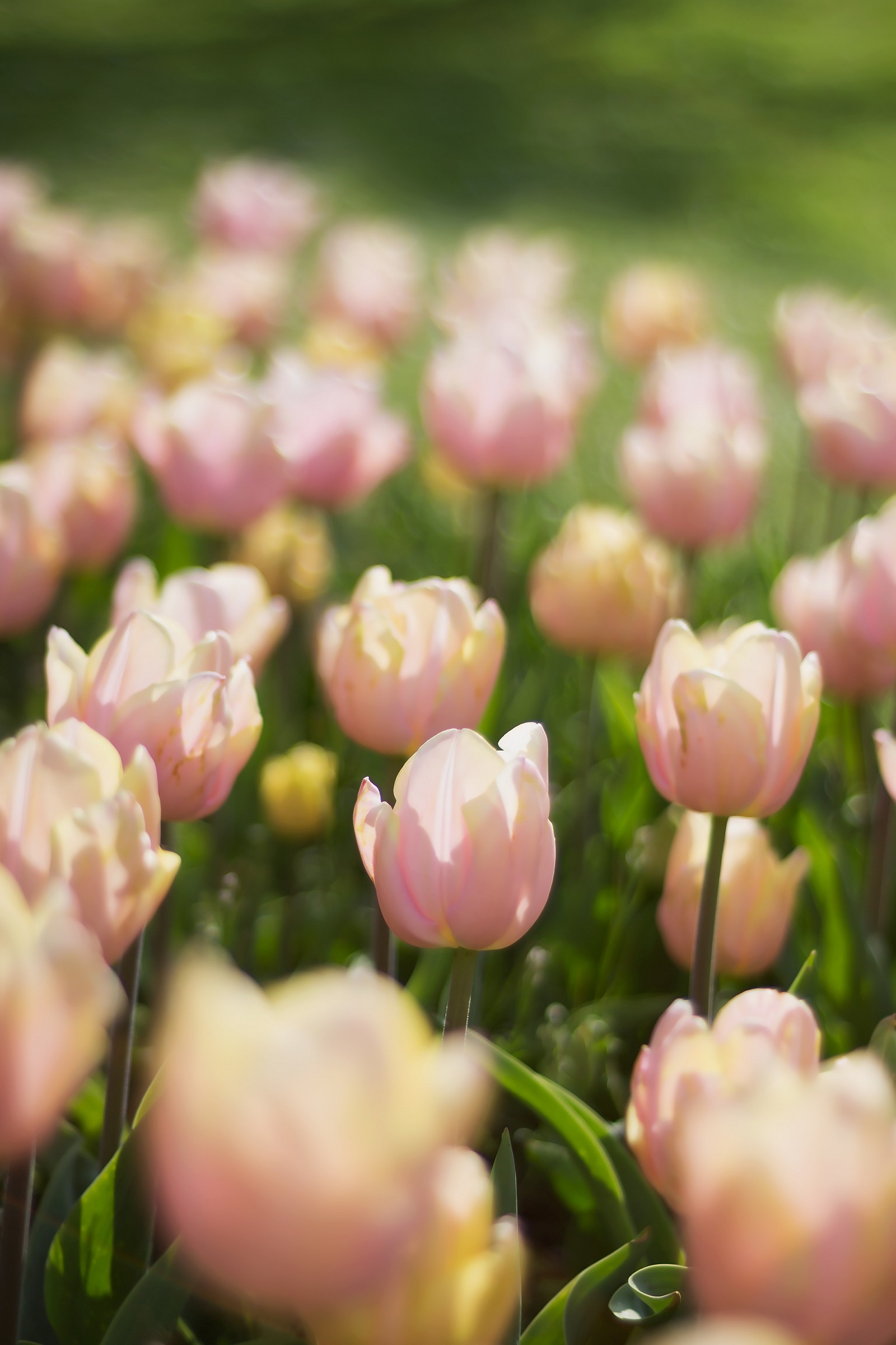 Marriage of Tulips