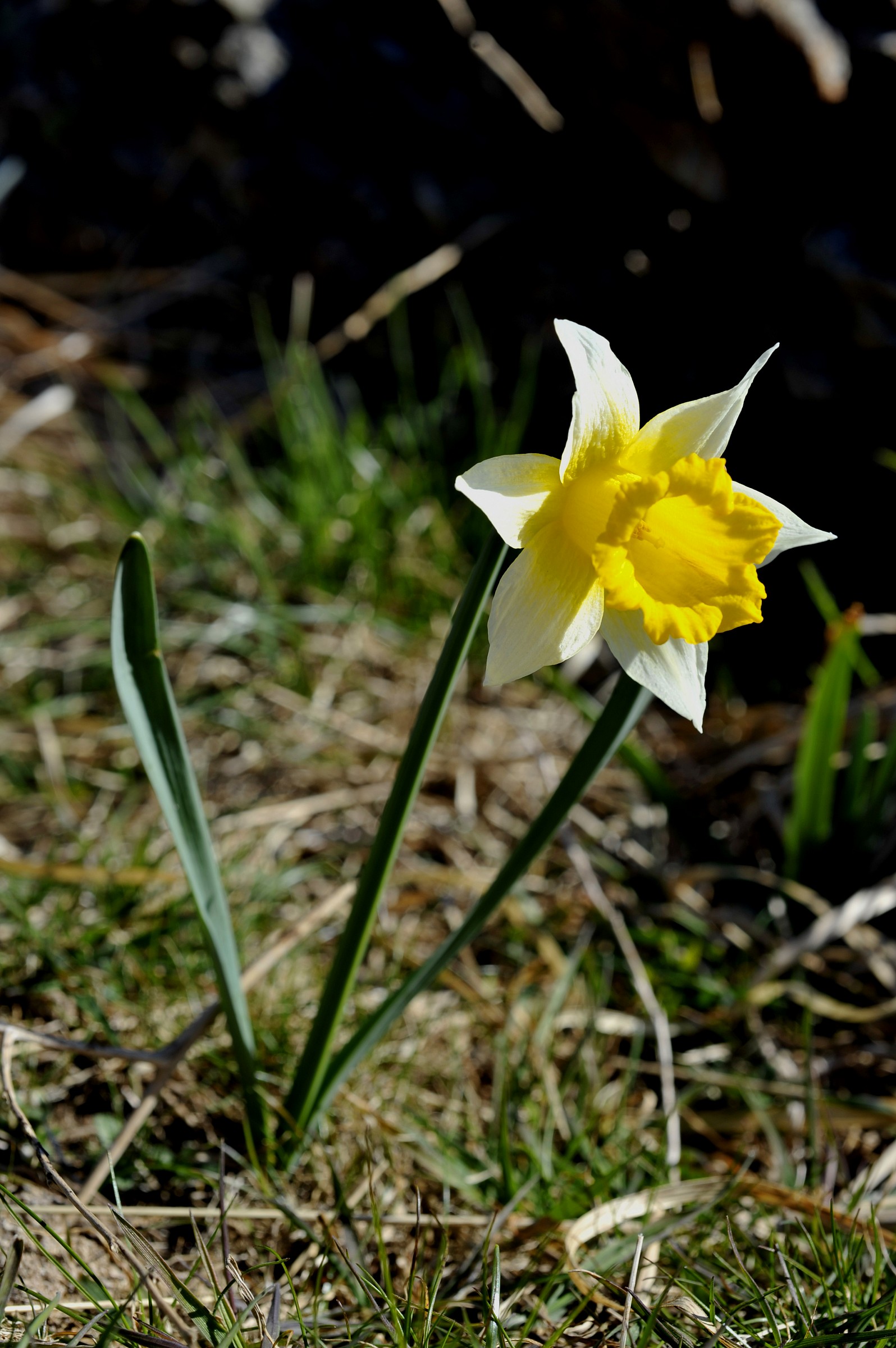 Narciso