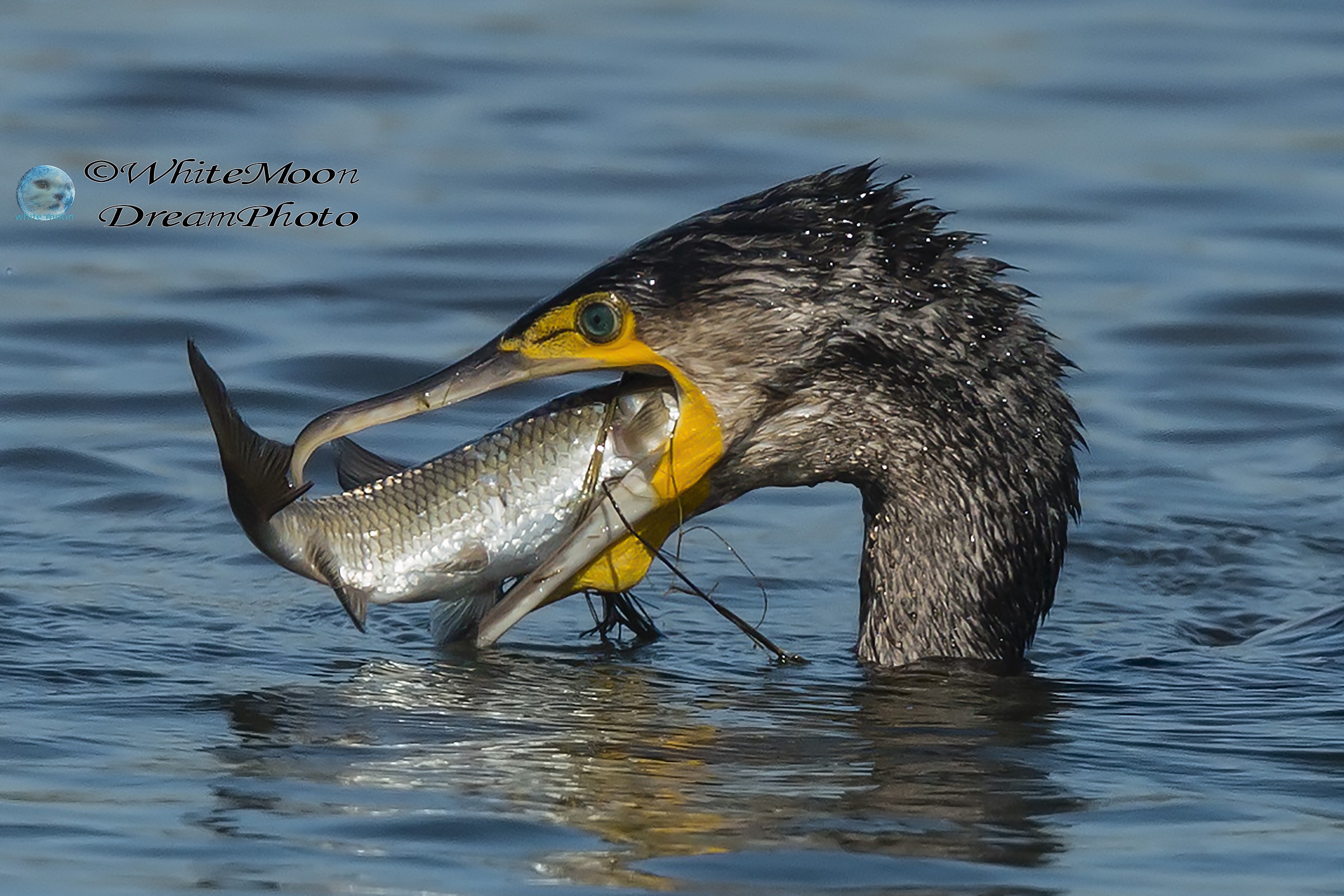 Il pranzo è servito.....ma ci sta tutto ??