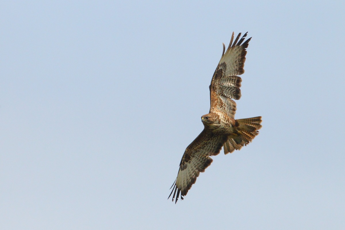 Buzzard