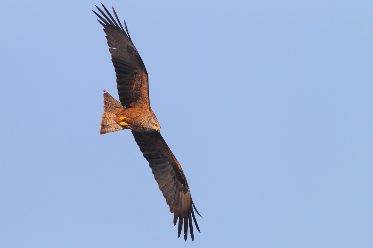 Black Kite