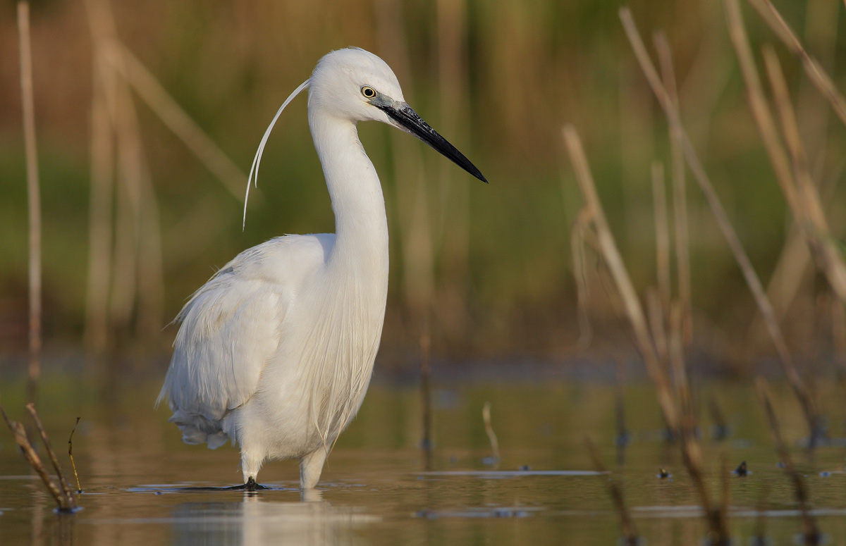 Egret