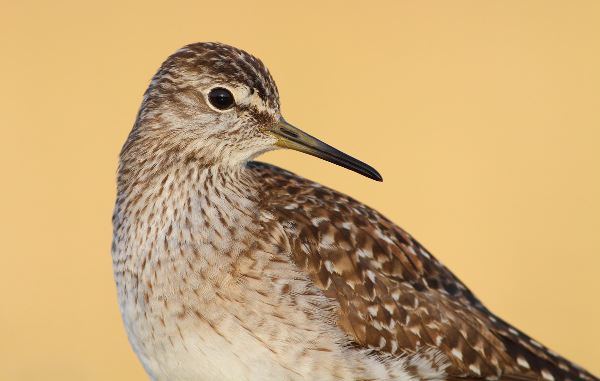 sandpiper boschereccio