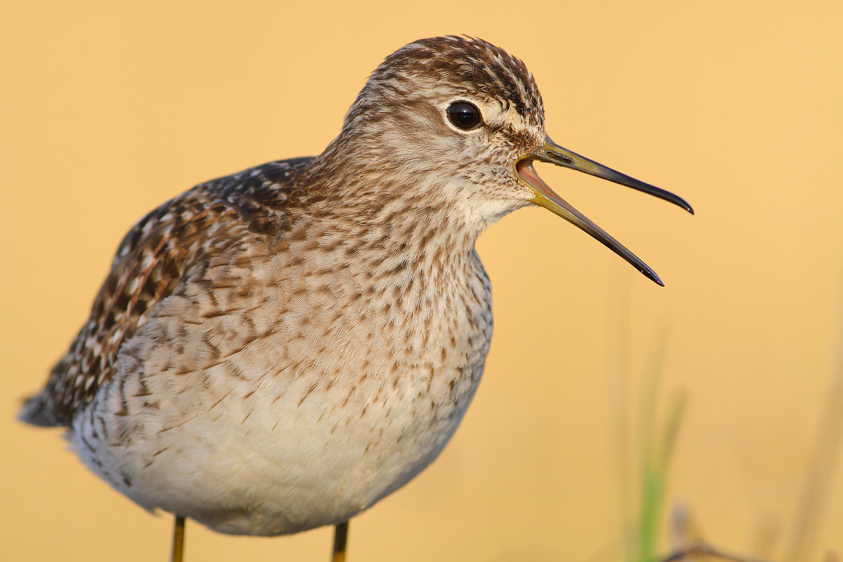 sandpiper boschereccio