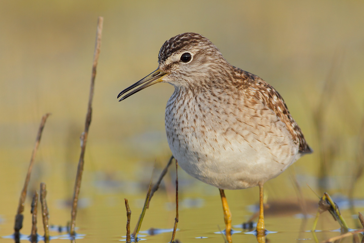 sandpiper boschereccio