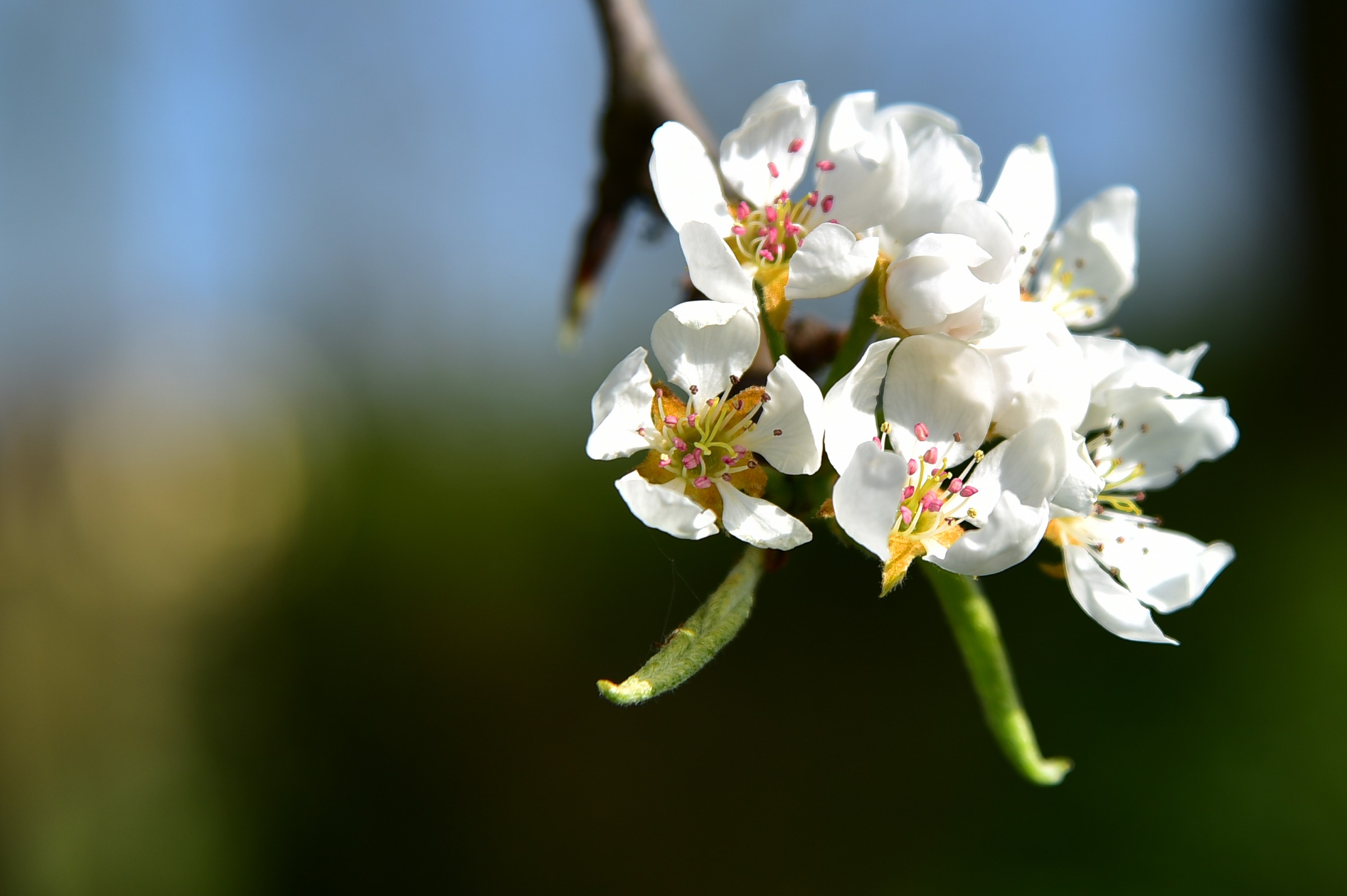 flower pear