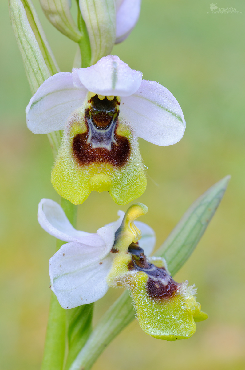 Ophrys tenthredinifera