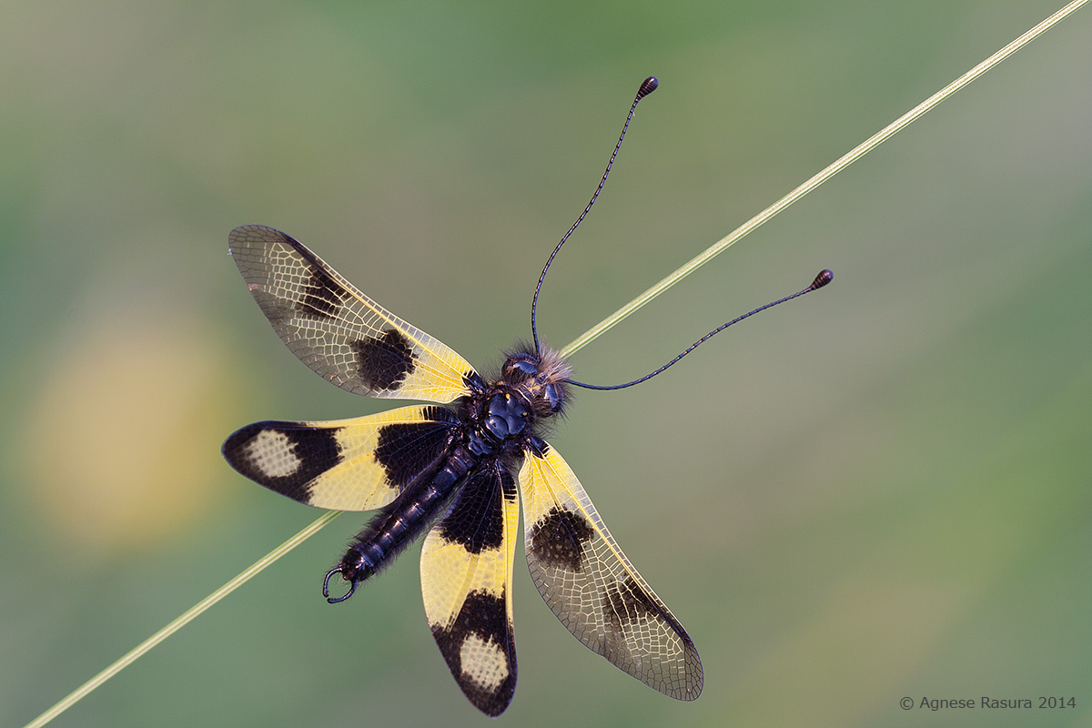 Libelloides macaronius