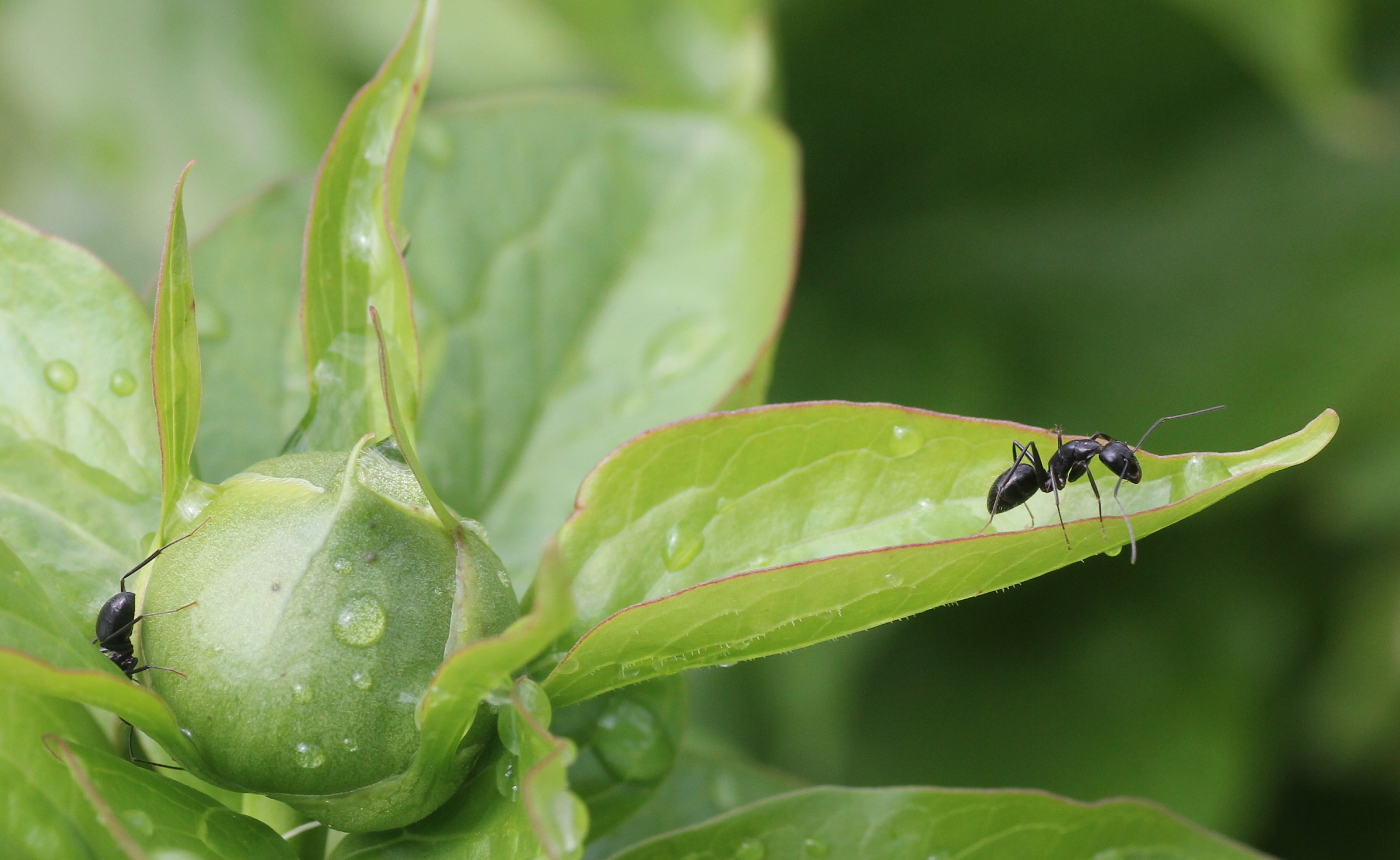 Ants on bud on Easter
