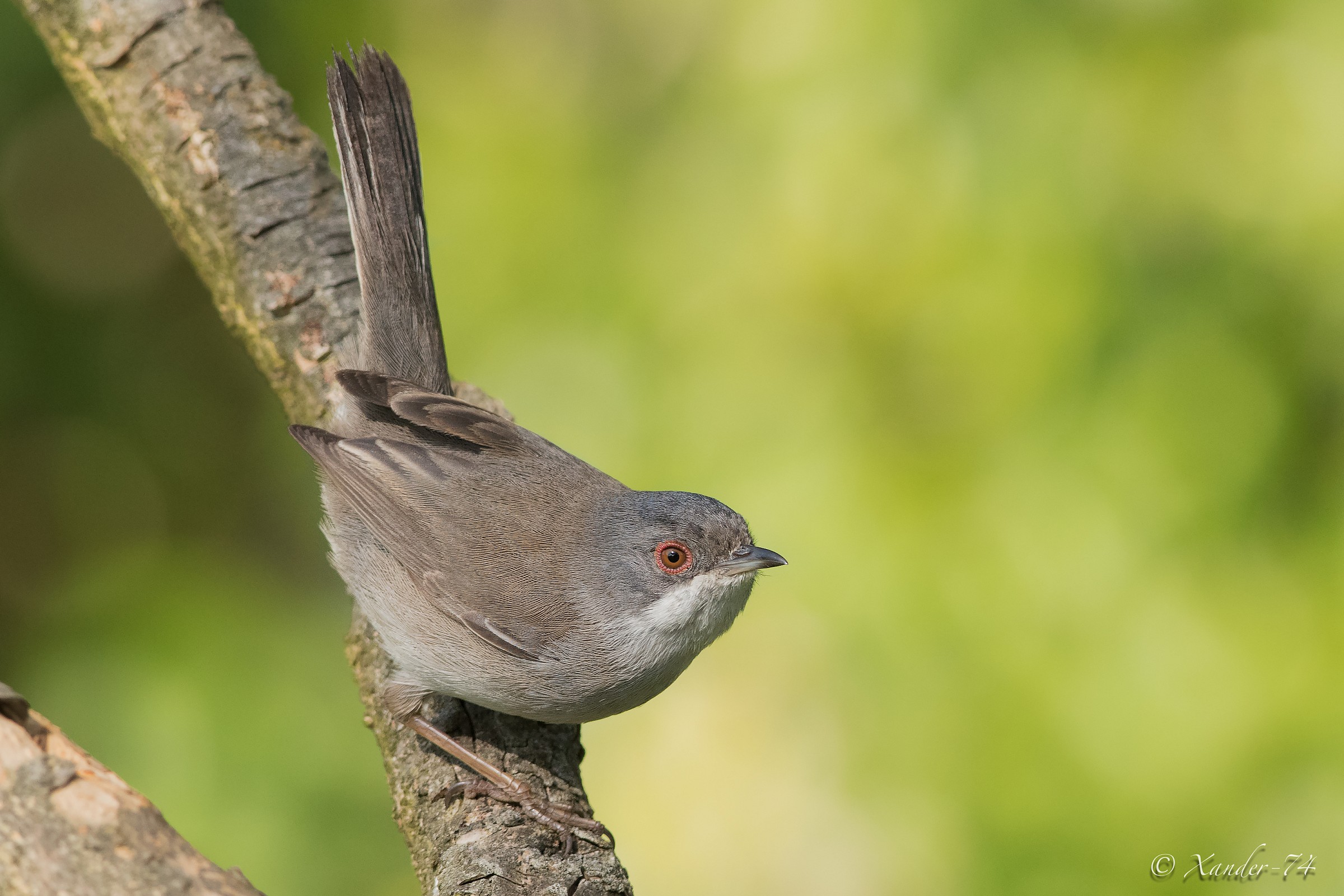 Femminuccia di Occhiocotto