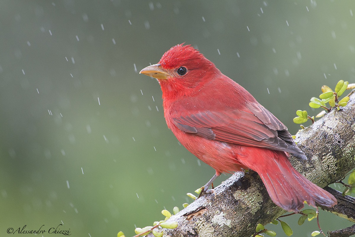 Piranga estiva....sotto il temporale