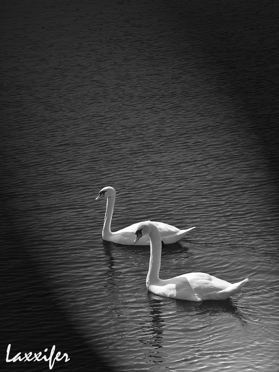 Pair of swans